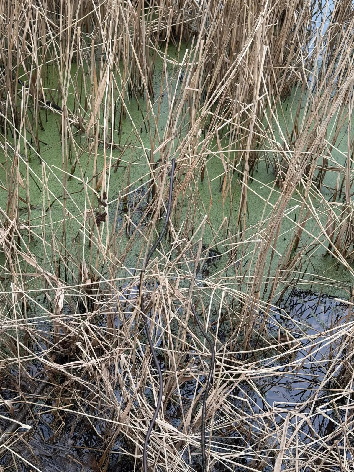 Naiad: documentation 4 of 6